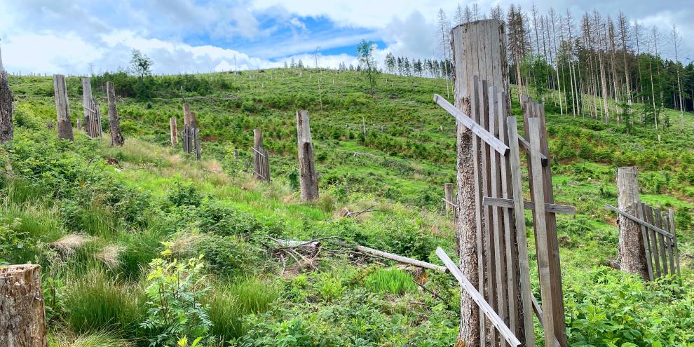 Abb. 1: Blick auf eine Schadfläche im Thüringer Wald im Prozess der Wiederbewaldung.