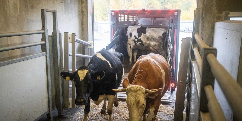 Schlachtkühe bei der Anlieferung – nach dem deutlichen Anstieg gehen die Kuhschlachtungen in Süddeutschland wieder zurück. Gleichzeitig erholen sich die Schlachtkuhpreise leicht.