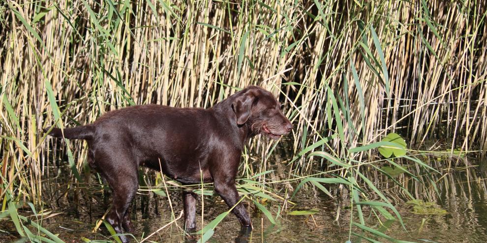 In Niedersachsen ist ein Hund gestorben. Womöglich hängt der Zustand eines Gewässers damit zusammen.