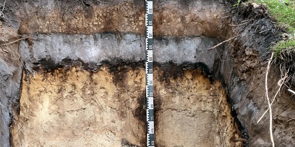 Abb. 1: Bodenprofil mit einem Flugsand bis 40 cm über einem periglazialen podsolierten Sand.