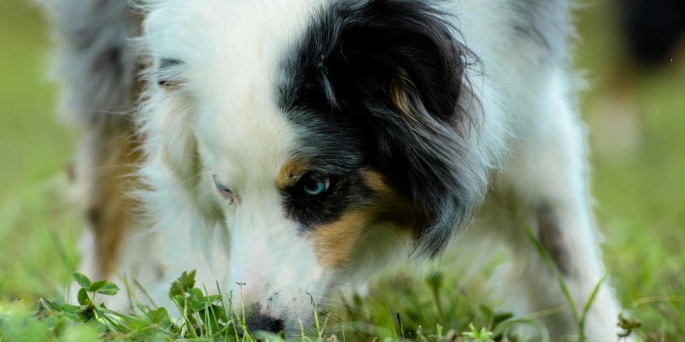 Ein Hund schnüffelt auf einer Wiese
