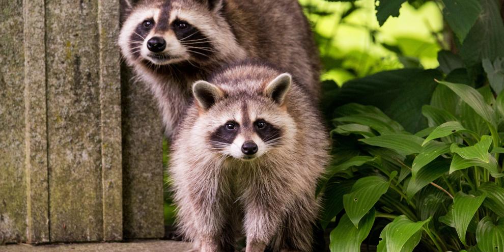 Waschbären sind Kulturfolger und haben längst den urbanen Raum für sich entdeckt.