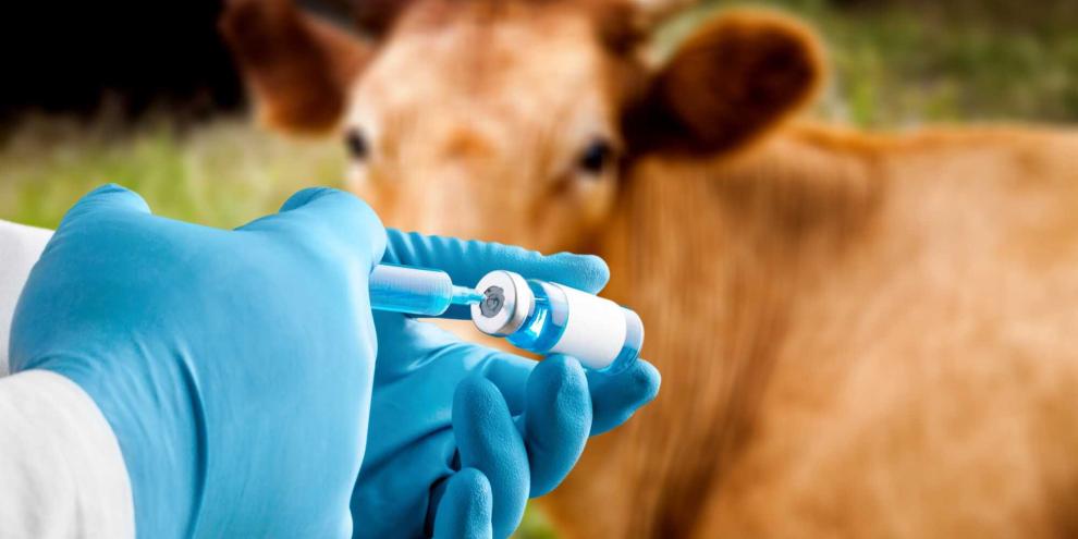 Gnitzen werden vor allem im Spätsommer und Frühherbst eine immer größere Bedrohung für tierhaltende Betriebe durch das enorme Potential für die Krankheitsübertragung.