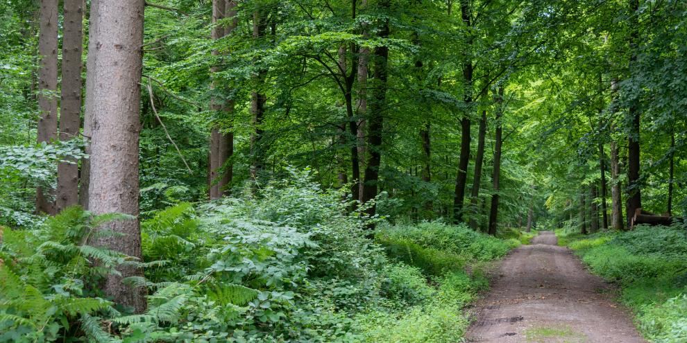Klimaangepasste Mischwälder mit reichlich Kapazität für die Erfüllung diverser Waldfunktionen – diesen Weg schlägt man in Schleswig-Holstein ein.