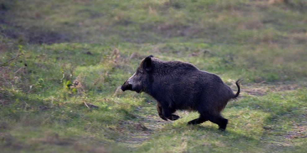 Für Hautveränderungen beim Schwarzwild muss nicht immer nur Räude die Ursache sein.