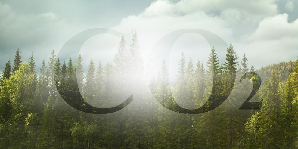 Wald statt Baum: Wer CO2-Neutralität beurteilen möchte, sollte das große Ganze betrachten.
