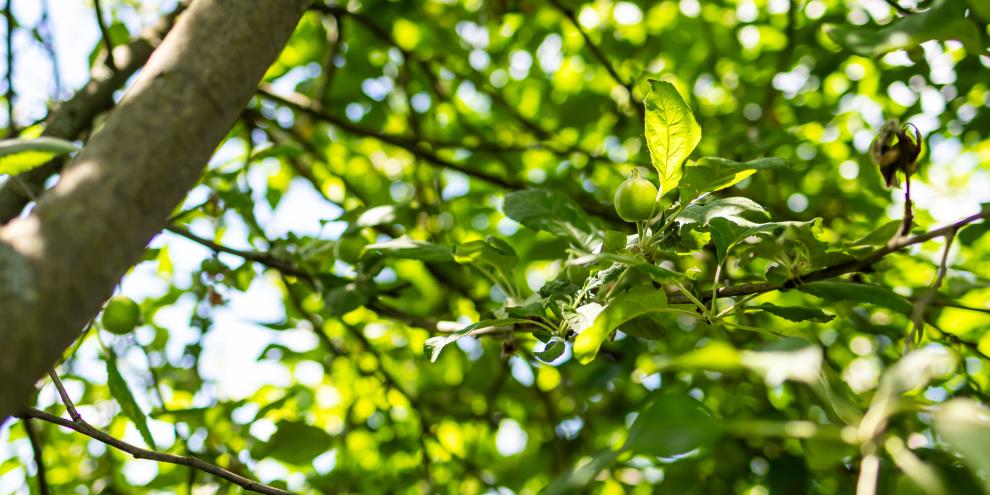 Apfelbaum im Sommer