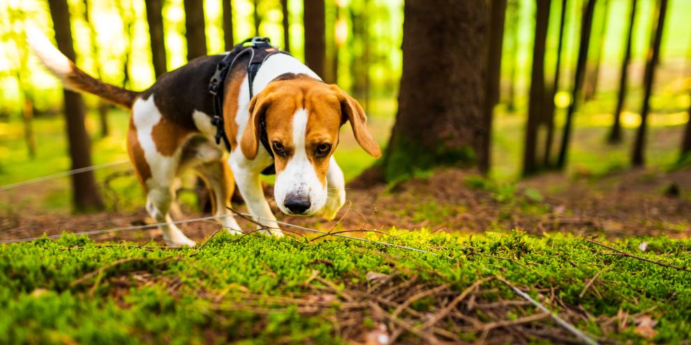 In Italien stürzte ein Jagdhund in eine Felsspalte und musste aufwendig gerettet werden (Symbolbild).