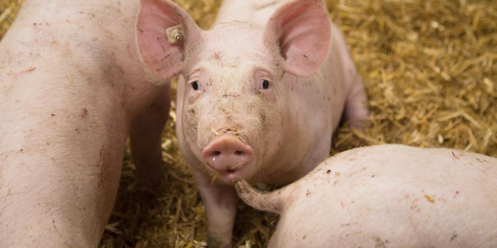 Schweinemast