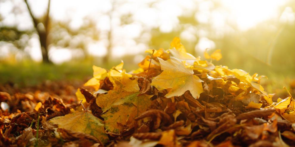 Herbstlaub