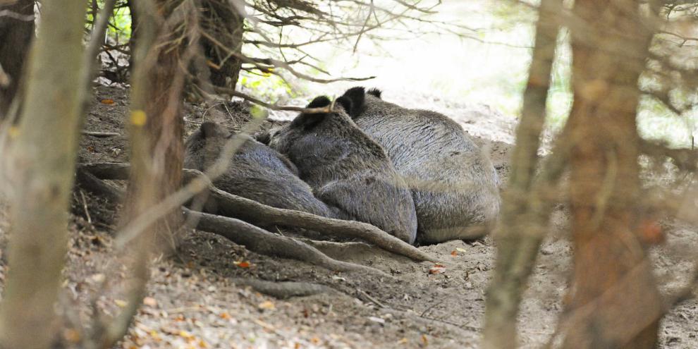Selbst in Stangenhölzern legt Schwarzwild bei ausreichend Ruhe und Sicherheit Kessel an.