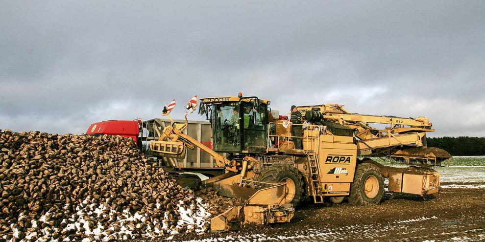 <b><i>Ab dem ersten Tag </i></b>beginnen in der Rübenmiete die Zuckerverluste. Foto: agrarfoto