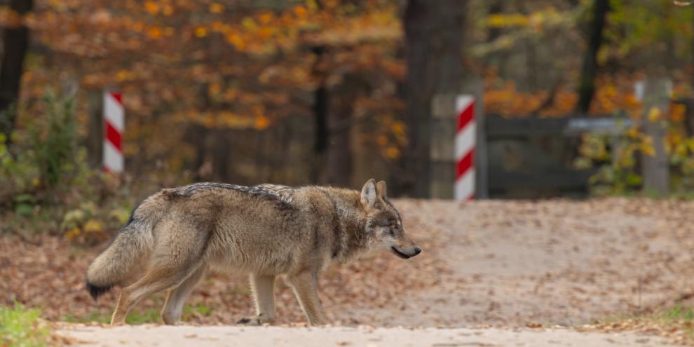 In Baden-Württemberg wurde ein Wolfsrudel durch den Straßenverkehr ausgelöscht.
