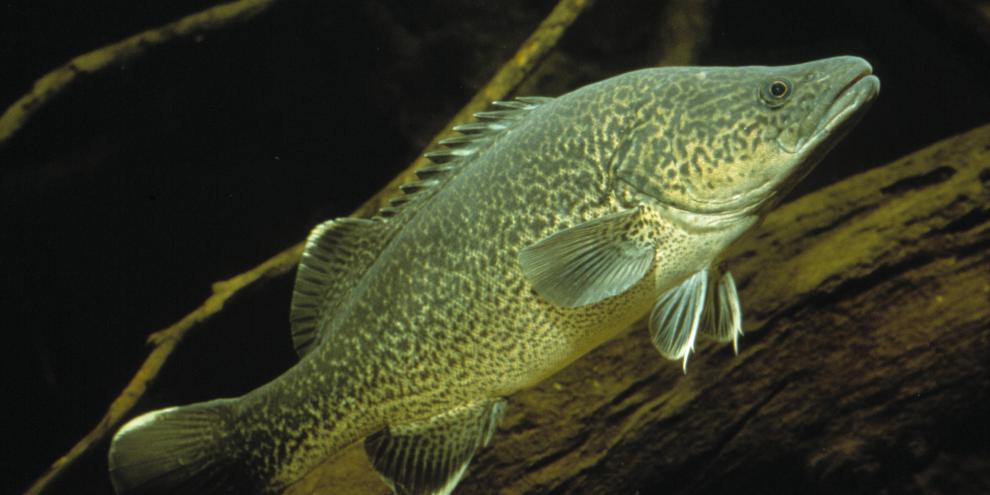 Der Murray-Kaneljau ist der größte Süßwasserfisch Australiens.