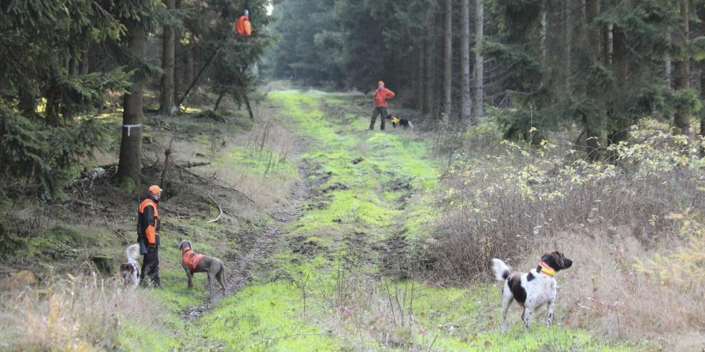 Auf Wegen und Schneisen wird die Treiberkette neu ausgerichtet und gegebenenfalls auf Hunde gewartet.