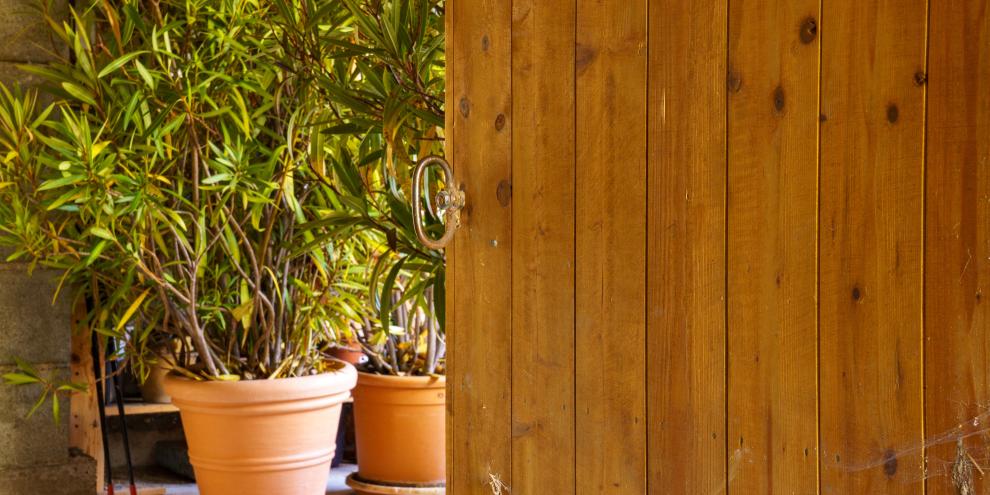 Ein großer Oleander im Topf steht in einer hellen Garage 