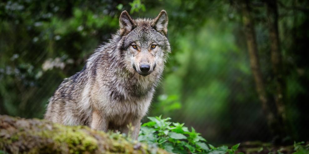 Ist aktuell noch ein Wolf in Hamburgs Nordwesten unterwegs?