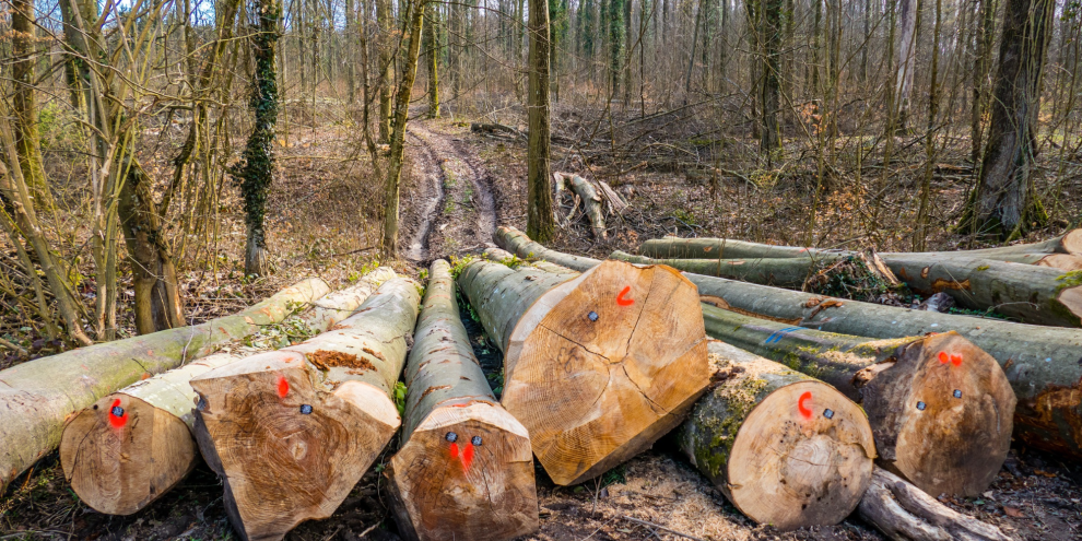 Wer Laubholz-Kronen aufarbeitet sollteSpannungen im Holz richtig erkennen. Ein Tutorial der BaySF hilft dabei.