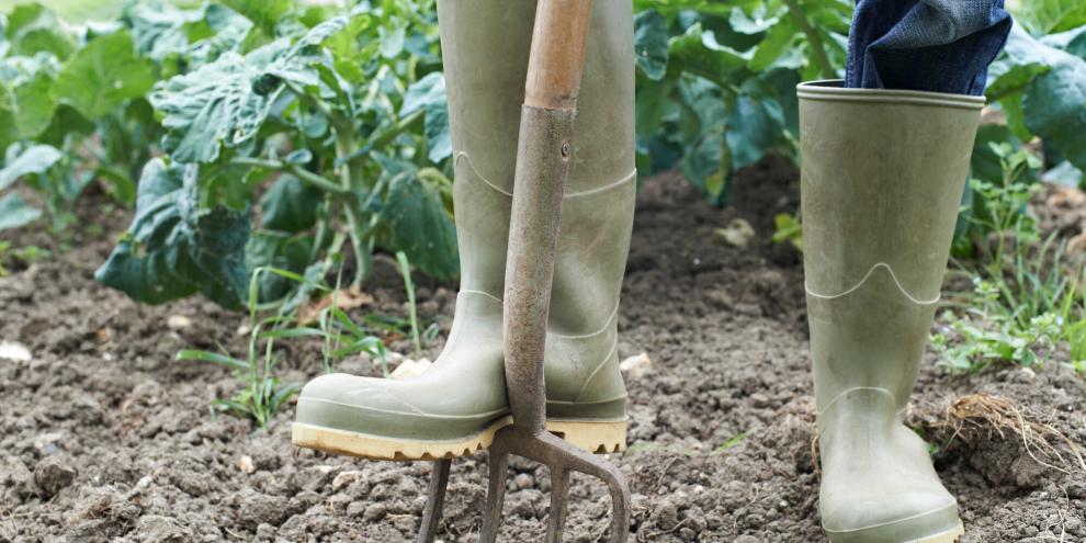 Lassen Sie den Spaten im Herbst ruhen und lockern Sie Beete im Frühjahr mit einer Grabegabel.