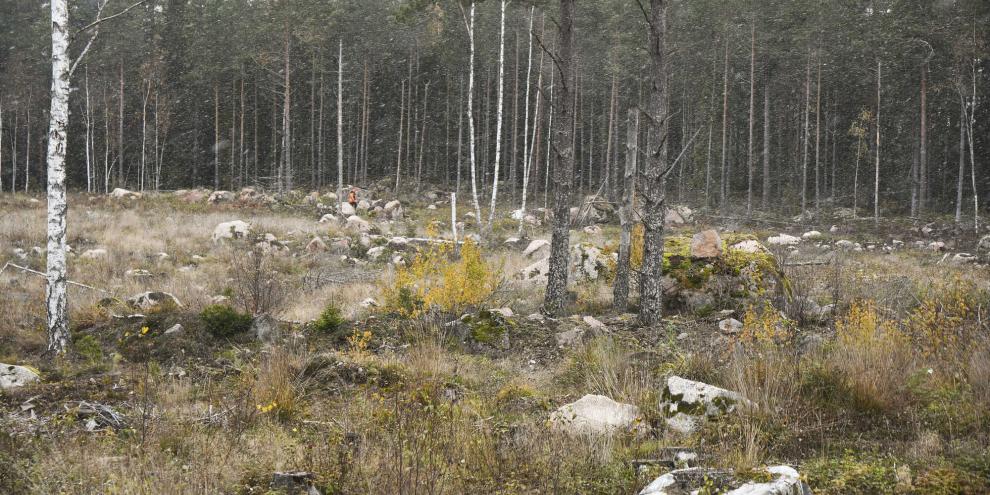 SYMBOLBILD: In Storsjö Kapell in Schweden herrscht große Unruhe. Ein US-amerikanischer Tech-Milliardär hat dort ein riesiges Waldgebiet gekauft. Was hat er damit vor?