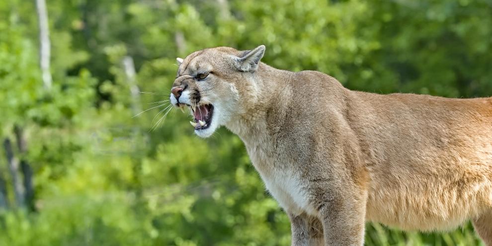 Ist der Puma aus Münchens Norden doch nur eine Hauskatze? Bisher gibt es noch keine neuen Erkenntnisse.
