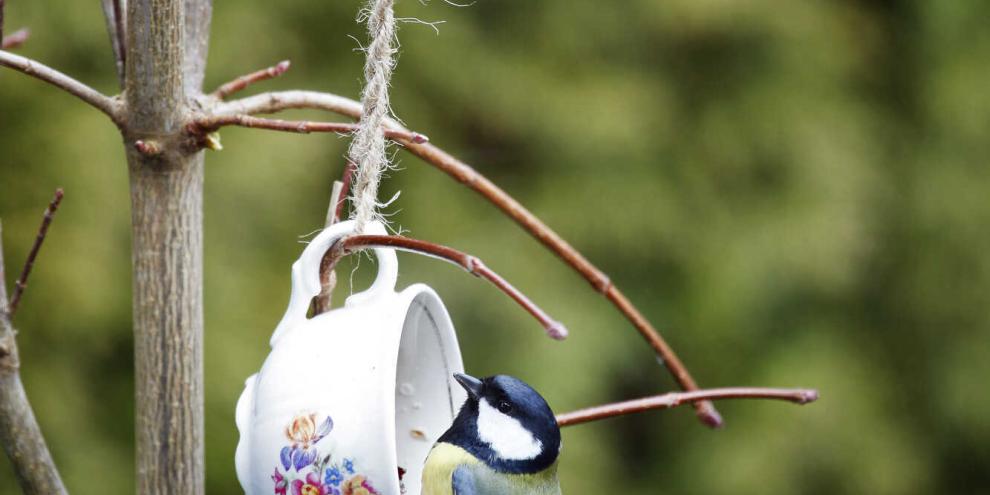 Verteilen Sie das Futter auf mehrere Tassen, so können viele Vögel gleichzeitig fressen.