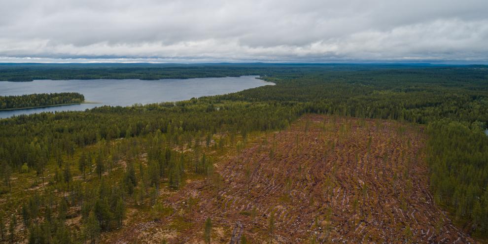 Google hat in Finnland Hunderte Hektar Wald abgeholzt - ohne vorherige Umweltverträglichkeitsprüfung. Nun wurde ein Baustopp verhängt. (Symbolbild)