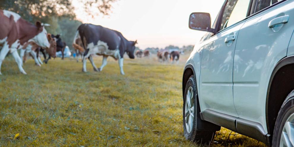 Auto-Rinderweide_AdobeStock_381320437