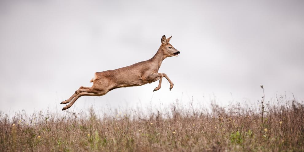 Beim Rehwild gibt es zwar in diesem Jahr Aufwind bei der Strecke, aber im Zehn-Jahres-Vergleich ist die Strecke am Sinken.