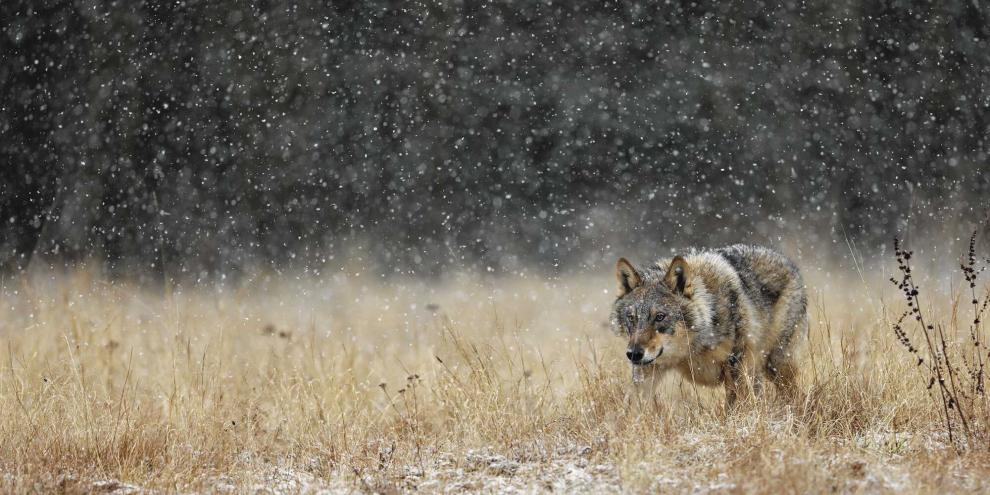 Wolf-im-Treiben-FK