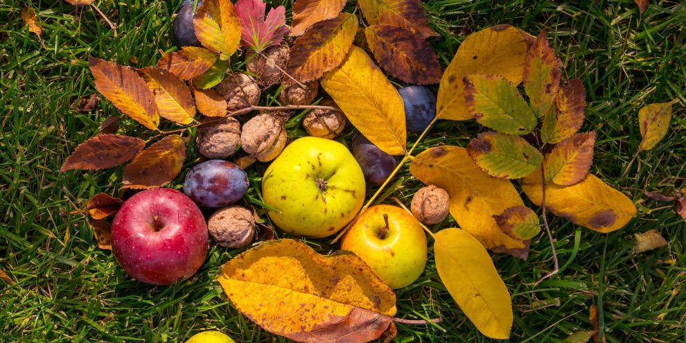 Der goldene Oktober hält Einzug in die Gärten. Noch gibt‘s viel zu ernten und zu erledigen, bevor der erste Wintereinbruch vor der Tür steht.