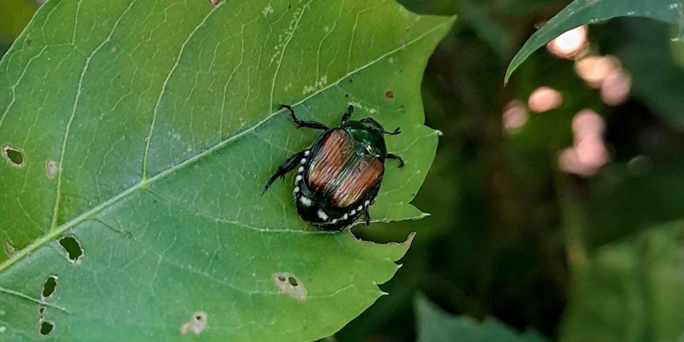 Der Japankäfer (Popillia japonica) ist eine invasive Art: Er ist wärmeliebend und kann große Schäden in Landwirtschaft Obst- und Zierpflanzenbau anrichten. Jetzt wurde der gefräßge Käfer erstmals auch in Niedersachsen am Flughafen Hannover gefunden.