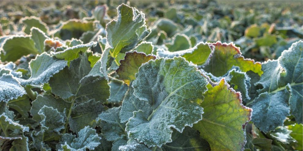 Wie geschützt ist der Vegetationskegel vor Frost? Streckt sich der Spross vorzeitig, liegt er frei – und mit ihm die Anlage der Blütenknospen. Sie bilden sich rund um das 6-Blatt-Stadium. Danach wird nur noch reduziert.