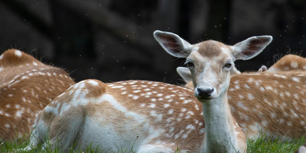 Damwild wird vielerorts im Gehege gehalten. Jedoch ist es innerhalb des Zauns eine leichte Beute für eindringendes Raubwild wie Luchs oder Wolf. In diesem Fall jedoch war der Übeltäter wahrscheinlich ein Mensch.