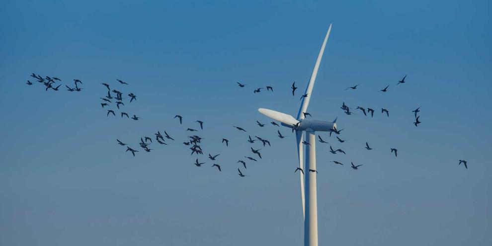 Während eines fast einjährigen Untersuchungszeitraums identifizierten Forscher 22 mögliche Kollisionen von Zugvögeln mit einer Windkraftanlage. Es wurden jedoch nur zwei Fälle sicher bestätigt.