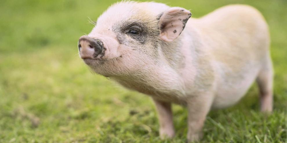 Forschende haben untersucht, wie es sein kann, dass manche Schweinerassen so klein sind.