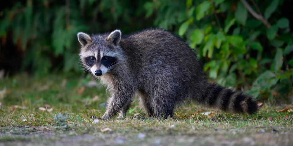 Was soll mit geschossenen Waschbären passieren?