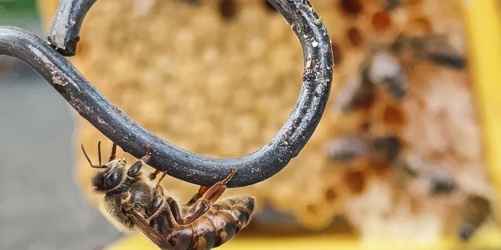 Eine Bienenkönigin balanciert auf der Drahtöse, anstatt loszufliegen.