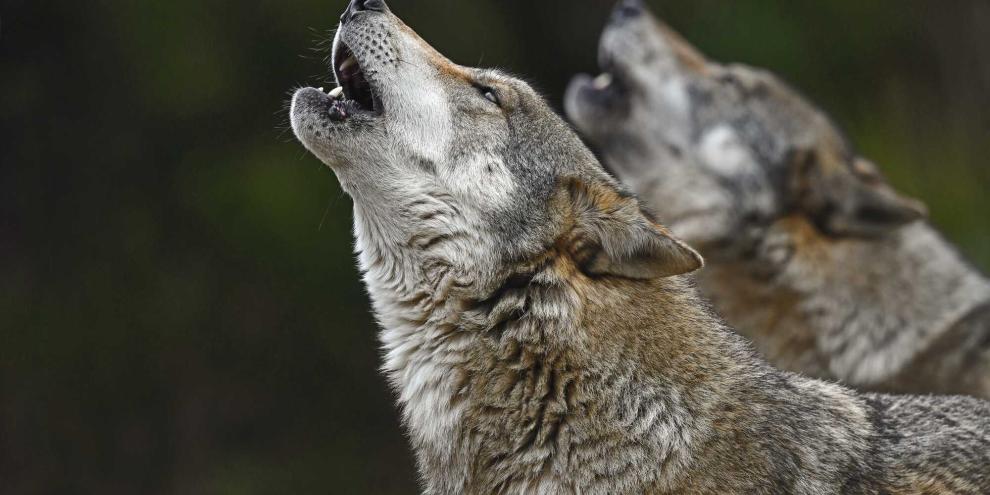 Auch wenn der Abschuss von „Problemwölfen“ per Gesetz erleichtert wurde, wird auch in Zukunft jeder Abschuss geprüft, da der Wolf weiterhin streng geschützt bleibt.Wölfe heulen nicht nur, sondern sind auch in der Lage zu bellen – allerdings tun sie dies nur äußerst selten.