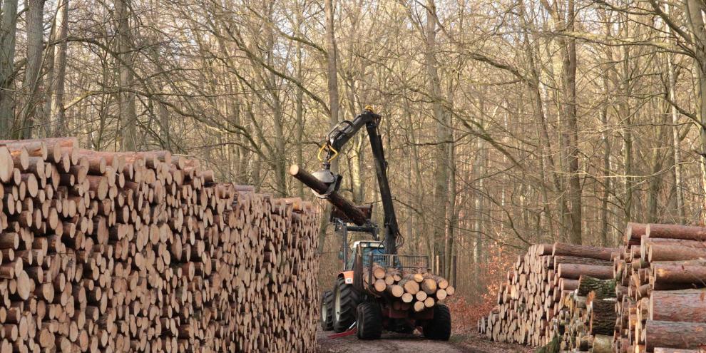 Wald-Waldarbeiten-AdobeStock_301175675