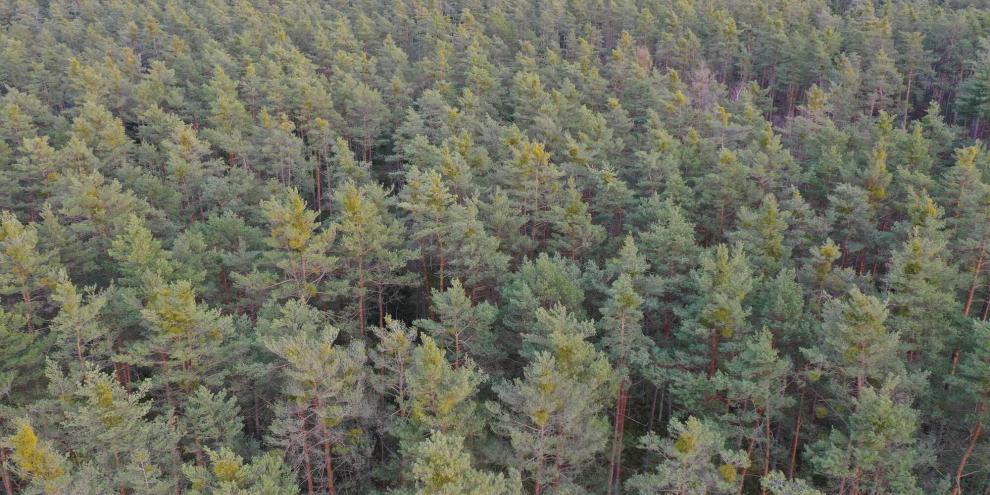 In diesem Kiefernbestand ist die Mistel auf ganzer Fläche verbreitet