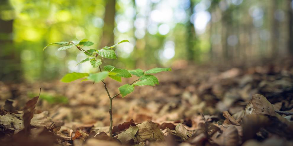 junge Buche im Wald