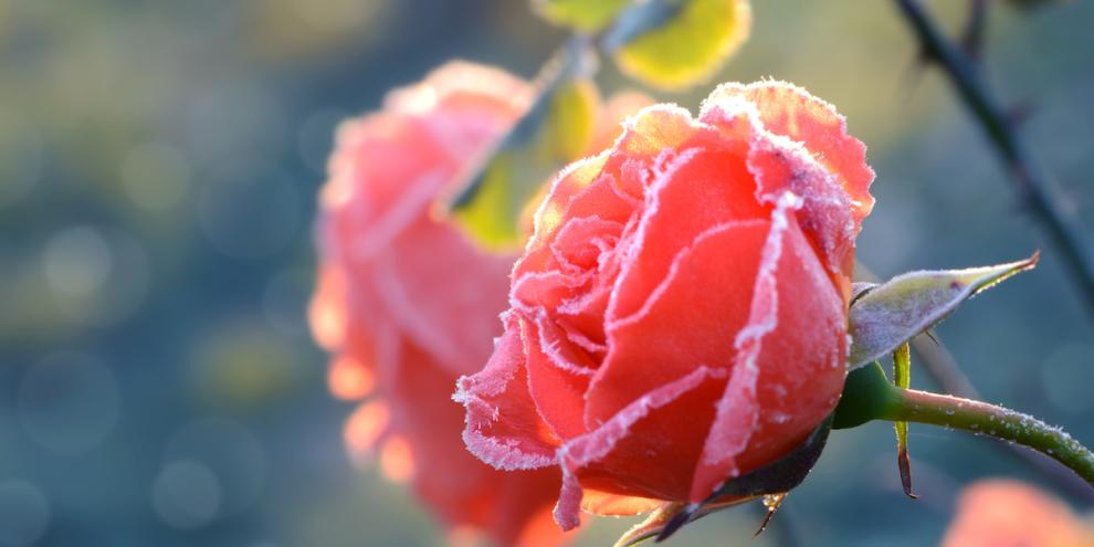 Eine rosafarbene Rosenblüte mit leichtem Frost überzogen. 