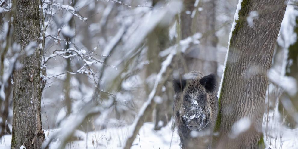 Schwarzwild kann im Schnee fast geräuschlos anwechseln.