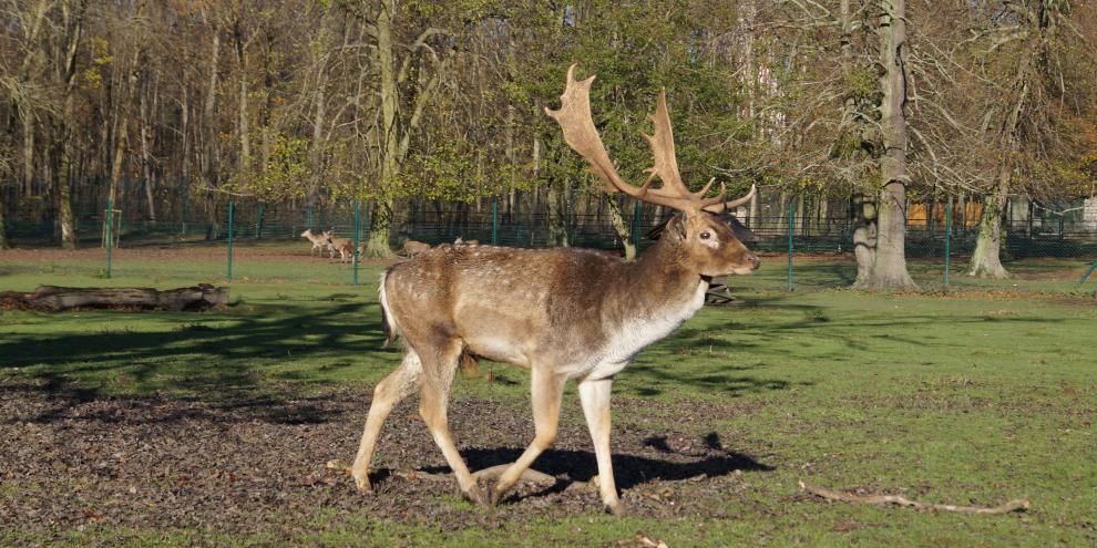 Ein Damhirsch hat in Thüringen eine Frau angegriffen (Symbolfoto).