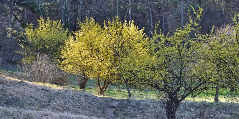 bild_kornelkirsche-kirschbaum-obst-plantage-blu-CC-88te-baum_adobestock_757259771_24789