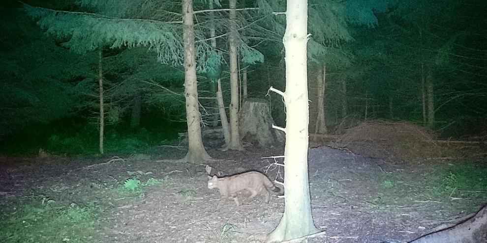 Mit einer Wildkamera gelangen die Bilder.