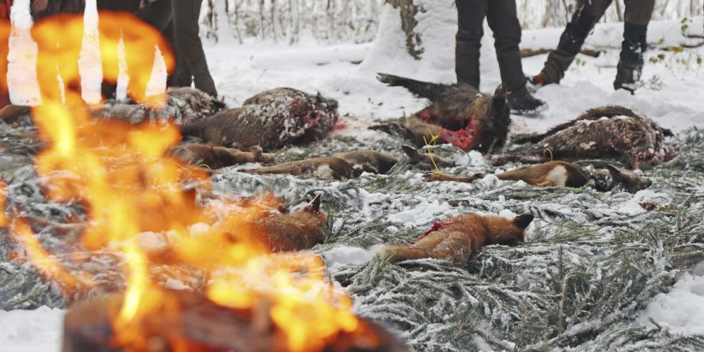 Bei der Drückjagd kann vom leichten Wild bis zu schweren Sauen alles dabei sein. Hier darf es auch vom Kaliber her etwas mehr sein.