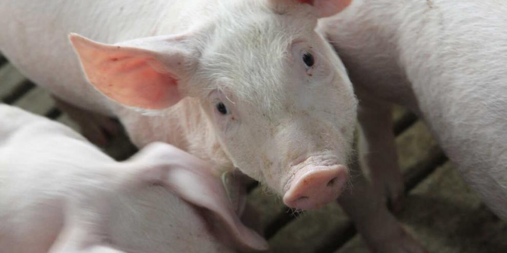 Schweinemast