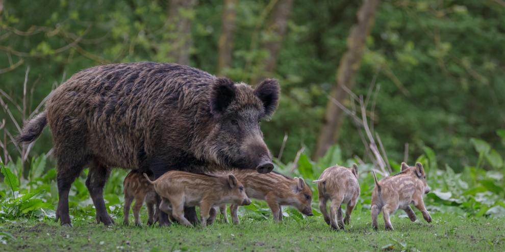 Bei der Bejagung von Wildschweinen geht die Schweiz neue Wege.